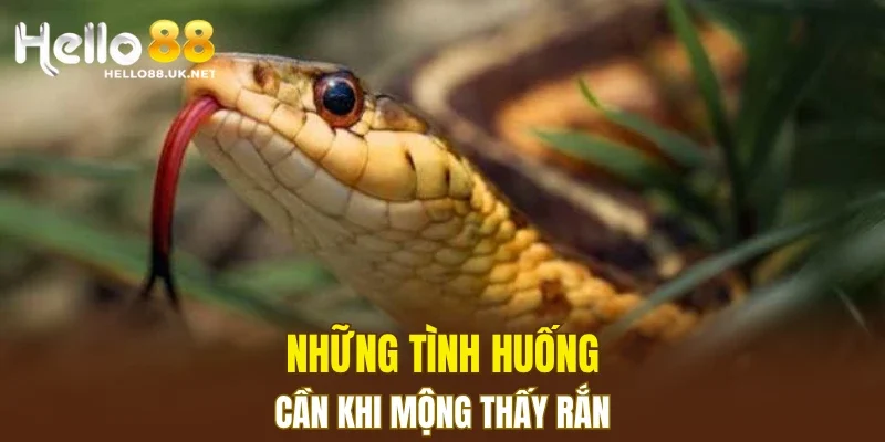 Những tình huống cần khi mộng thấy rắn