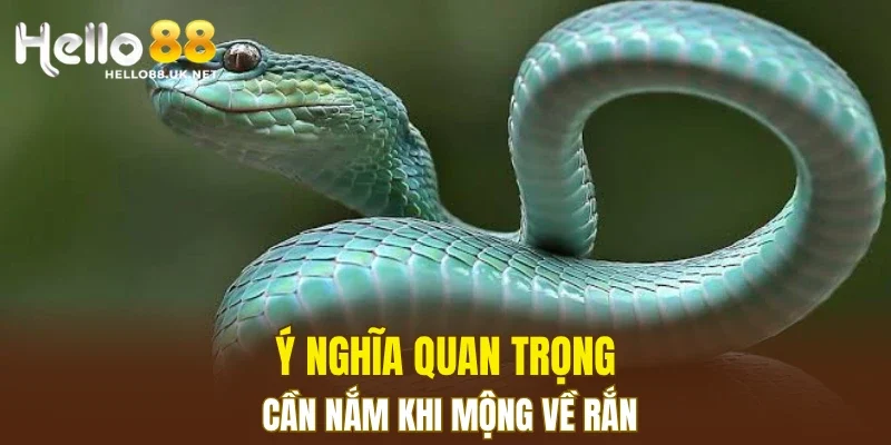 Ý nghĩa quan trọng cần nắm khi mộng về rắn